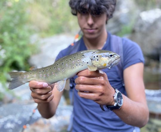 La pêche de la truite aux leurres souples en ruisseau nécessite très souvent l'emploi de très petits leurres.