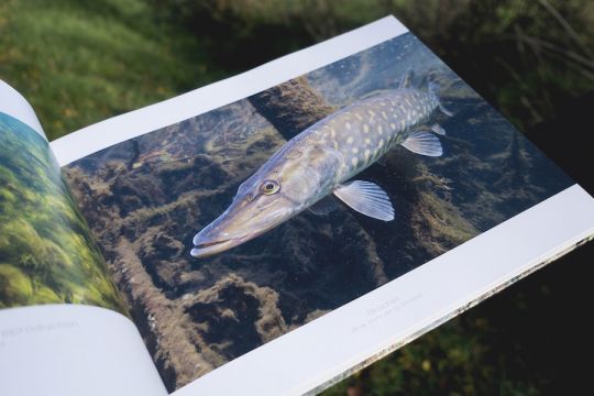 Brochet de la Moselle