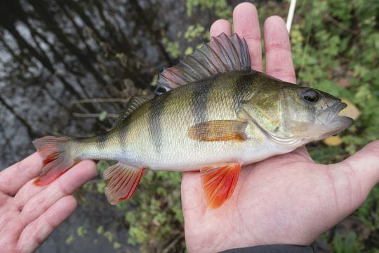 Les perches de rivières et leurs nageoires d'un rouge éclatant !