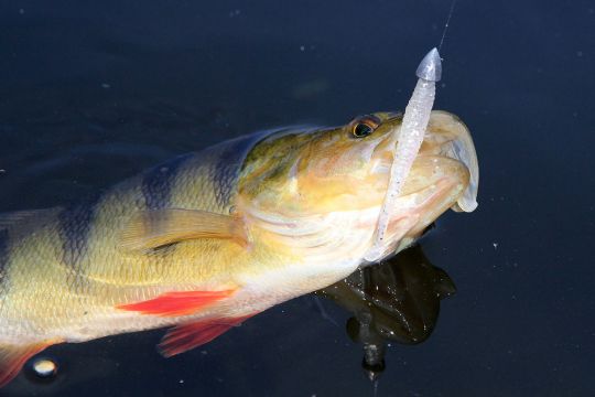 Jolie perche hivernale prise sur un I Shad Tail Illex. ©Thierry Lecouple