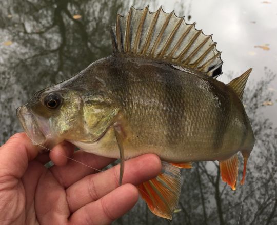 Belle perche de petite rivière qui a littéralement gobé le shad.