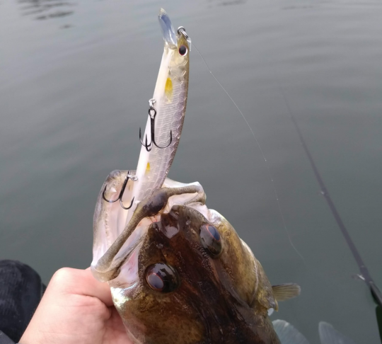 Un jerkbait minnow immobile ne laisse pas seulement les black-bass indifférents...