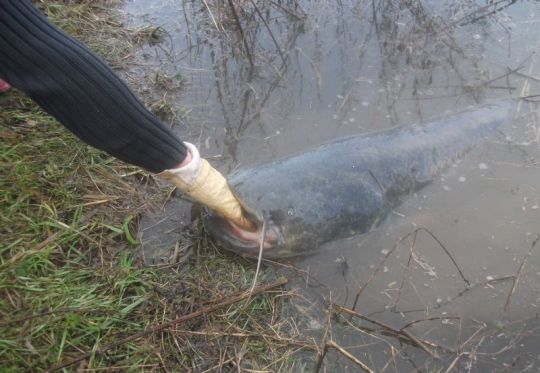 Compte tenu de la clarté de l'eau et des rencontres possibles, n'hésitez pas à choisir un fluoro solide en période de crue.