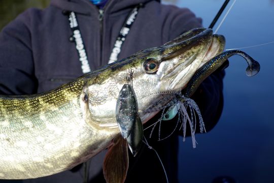 Brochet d'hiver pris en Slow Rolling sur un Deps B-Custom.