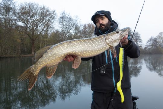 Lorsqu'il faut ralentir la cadence, les grubs font la différence, que ce soit en linéaire ou sur les phases de décrochés. Ici, la Illex Dexter Eel 210.
