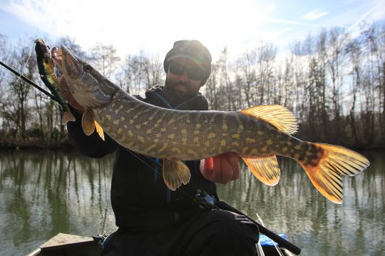 Brochet pris sur le Illex Gantia, un hard swimbait pouvant être animé très lentement.