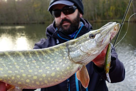 Brochet sauve-bredouille pris au longbill minnow sur une pause de plus de 10 secondes ! (Illex DD Arnaud 100 SP)