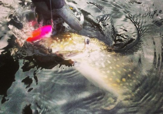 Brochet pris en eau claire sur un Illex Dexter Jerk 120 S coloris Pink Shad = sonorité agressive / important volume d'eau déplacé / coloris flashy.