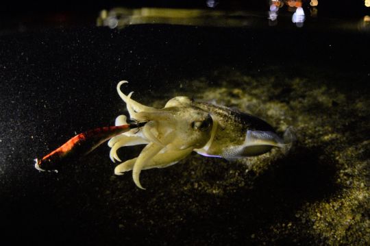 La seiche, un céphalopode capricieux.