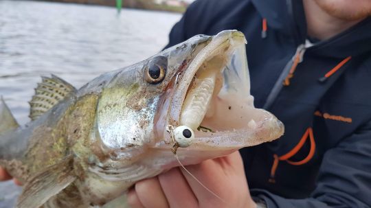 L'optimus shad est très apprécié des pêcheurs en eau douce.