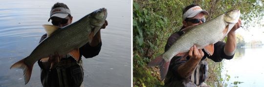 Même poisson mais positionnement différent par rapport à la lumière.