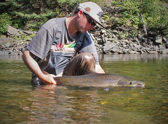 Saumon atlantique après un séjour prolongé en rivière
