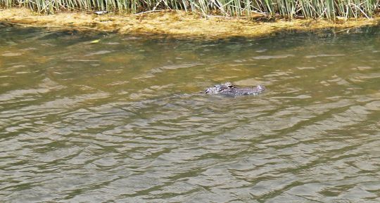 Alligator