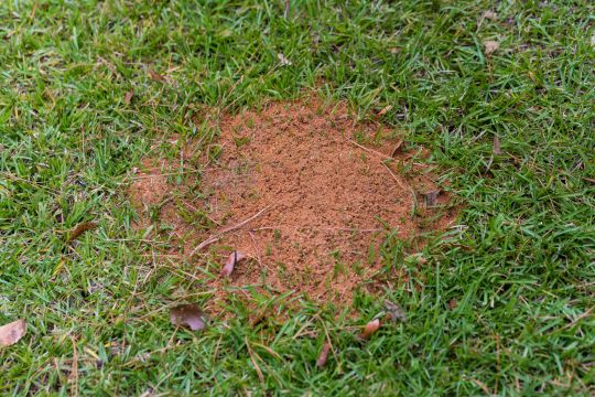 Nid de fourmis de feu