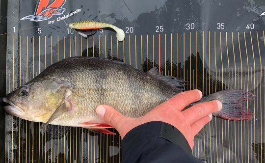 Grosse perche qui a succombé au Néo Shallow en 9 cm.