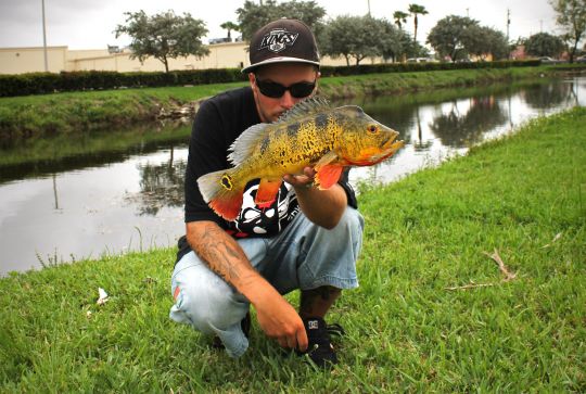 Butterfly peacock bass