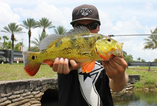 Butterfly peacock bass