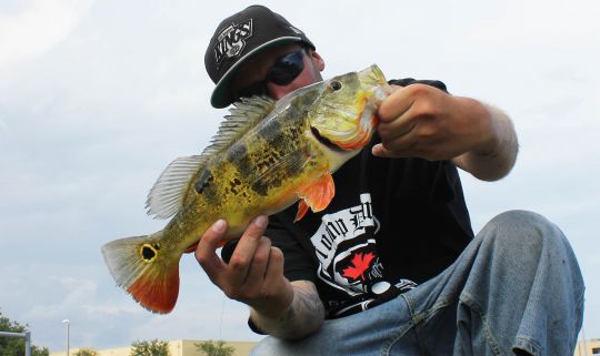 Butterfly peacock bass