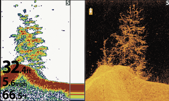 Vue d'un arbre en 2D et en Down Imaging.