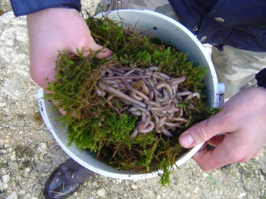 Les vers sont des espèces quo séduisent toutes les espèces de poissons, carnassiers compris, et d'autant plus lors des fortes pluies.