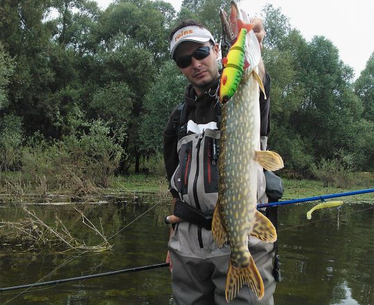 Brochet capturé avec un super freddy 195 d'illex