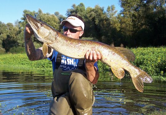 Brochet capturé sur un hard swimbait à la fin de l'été