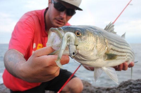 Le black minnow de Fiiish est redoutable sur le bar rayé