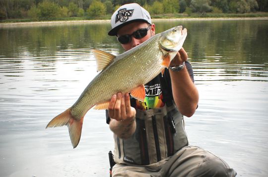 La taille standard des aspes en Loire donne aux pêcheurs de quoi s'amuser !