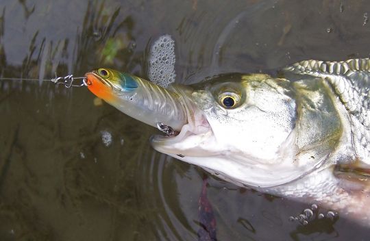Le Water Monitor 85, d'Illex, un indispensable pour pêcher l'aspe.