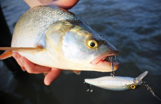 Le Squad Minnow 65 d'Illex, efficace sur les aspes tatillons.