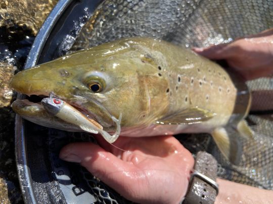 Un magnifique poisson de lac au Chabot curly Delalande