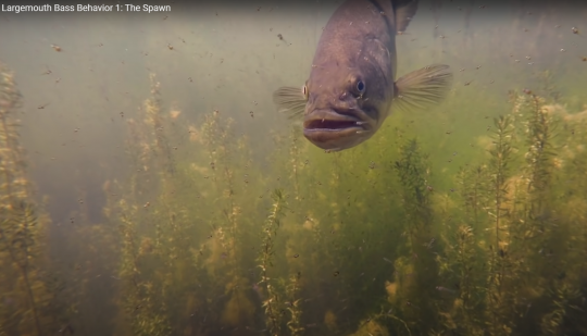 Mâle en garde rapproché de ses alevins en nage libre depuis peu (source : Youtube / The Nature of Fishing).
