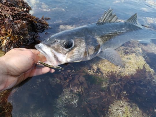 Dans votre boîte ayez toujours quelques leurres qui se lancent très loin et permettent de prospecter vite. Les chasses sont parfois loin du bord !
