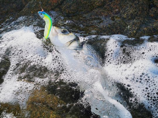 Le bar, espèces reine qui attire toujours plus de pêcheurs est présente sur la totalité du littoral français.