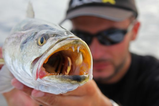 Spotted sea trout de L'Indian River, Floride.