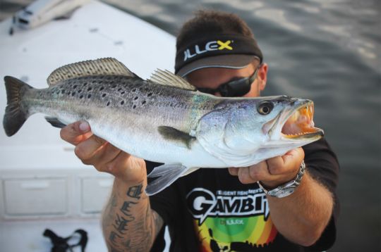 Spotted sea trout de L'Indian River, Floride.