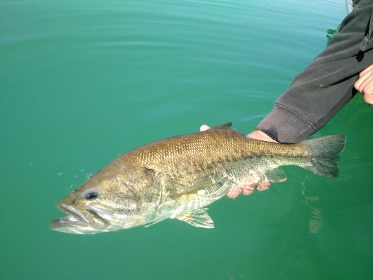 Une manipulation rapide et efficace est souvent gage d'un catch&release réussi.