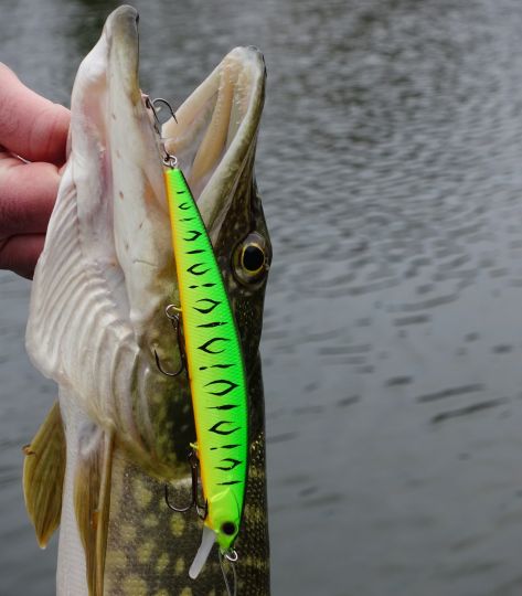 Les jerkbait minnows Mat Tiger, un incontournable pour la pêche du brochet.