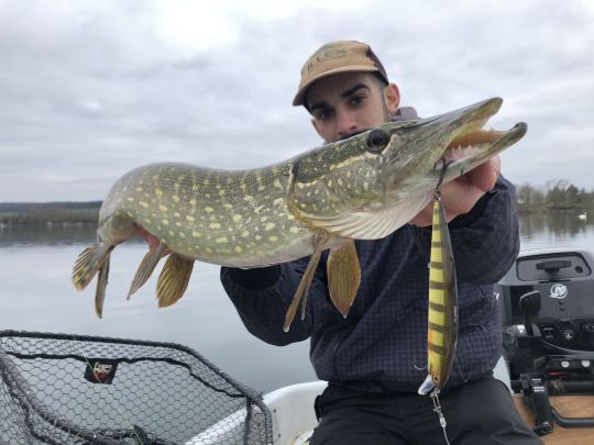 Brochet pris sur une animation linéaire entrecoupée de pauses. ©Maxime Lochon