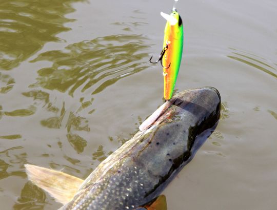 Poisson de début de saison pris sur une animation rapide en jerking continu.
