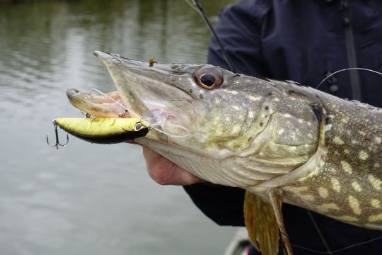 Brochet piqué sur un OSP Rudra 130 SP coloris Crystal Gold.