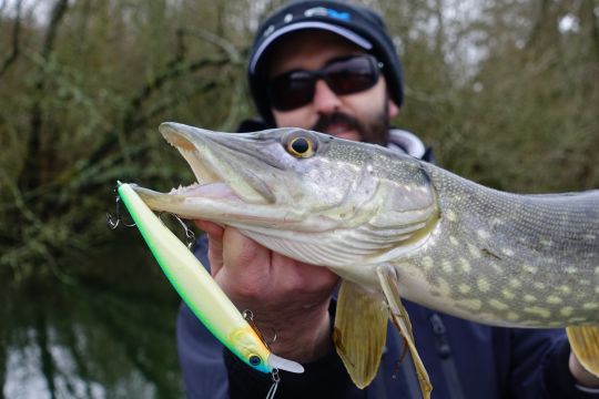 Poisson peu actif pris au cœur de l'hiver comme en témoigne à la fois les nombreuses sangsues présentes sur ses nageoires pectorales et le « piqué fin » sur le seul hameçon central.