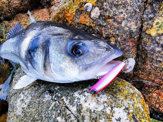 Bar Normand, qui aura succombé au Powertail sur une zone à fort courant.