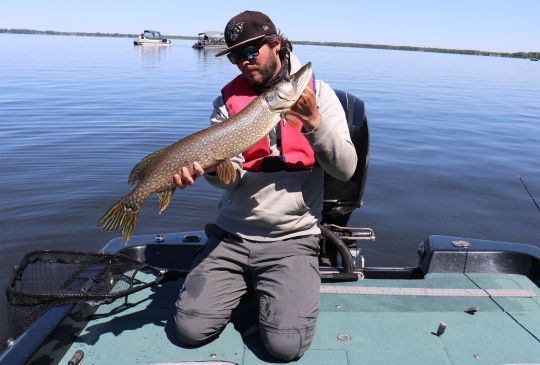 Brochet du lac Champlain, Québec.