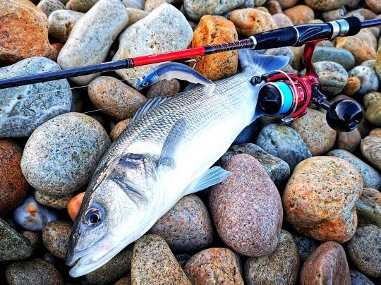 Le coloris Electric Bleu du Black Minnow 120 ne laisse pas insensible les bars.