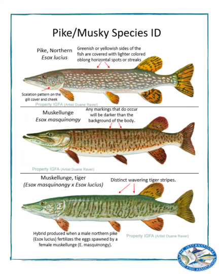 Différence entre brochet et maskinongé, source IGFA