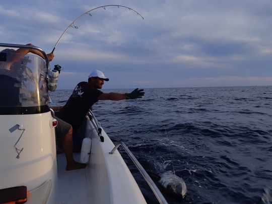 Poisson de 50kg capturé à Toulon.