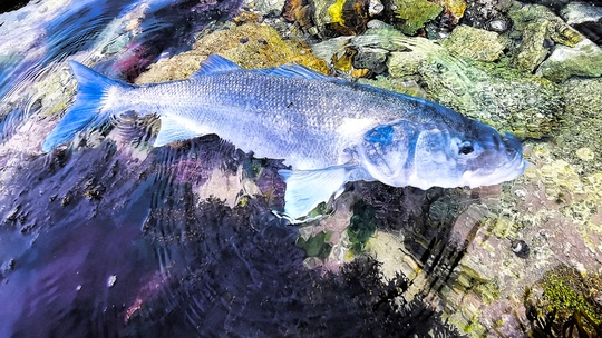 Les gros poissons, très méfiants, se laissent plus facilement leurrer lorsque les conditions sont agitées.