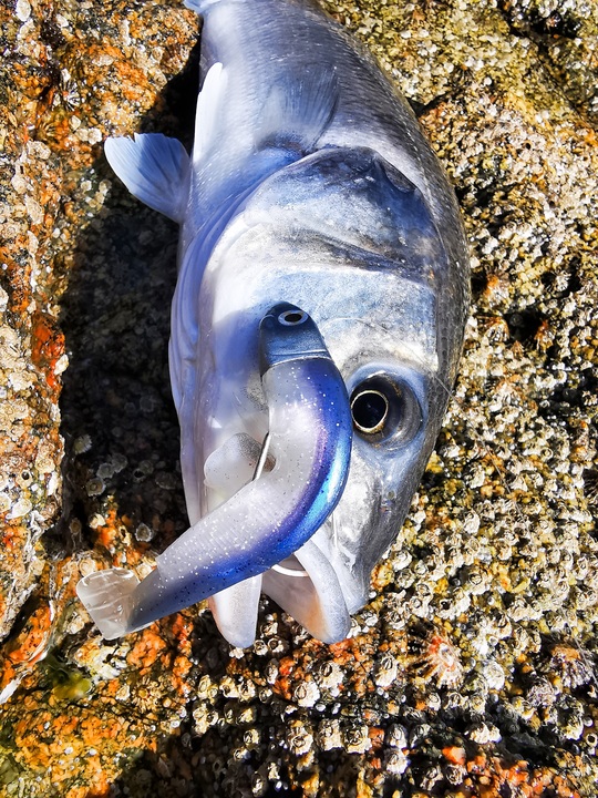 Le black Minnow 120 de FIIISH en coloris " Electric Blue" monté sur une tête plombée de 25 grammes se prête bien à une utilisation par mer agitée.