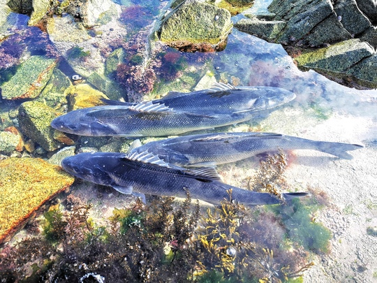 Une mare fait office de vivier naturel.
